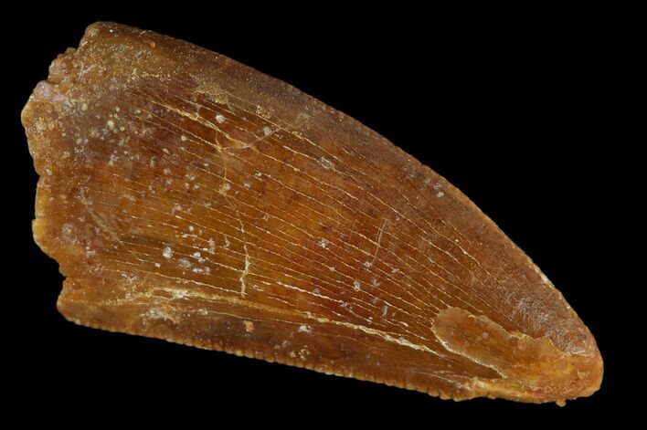 Serrated, Raptor Tooth - Real Dinosaur Tooth #127168